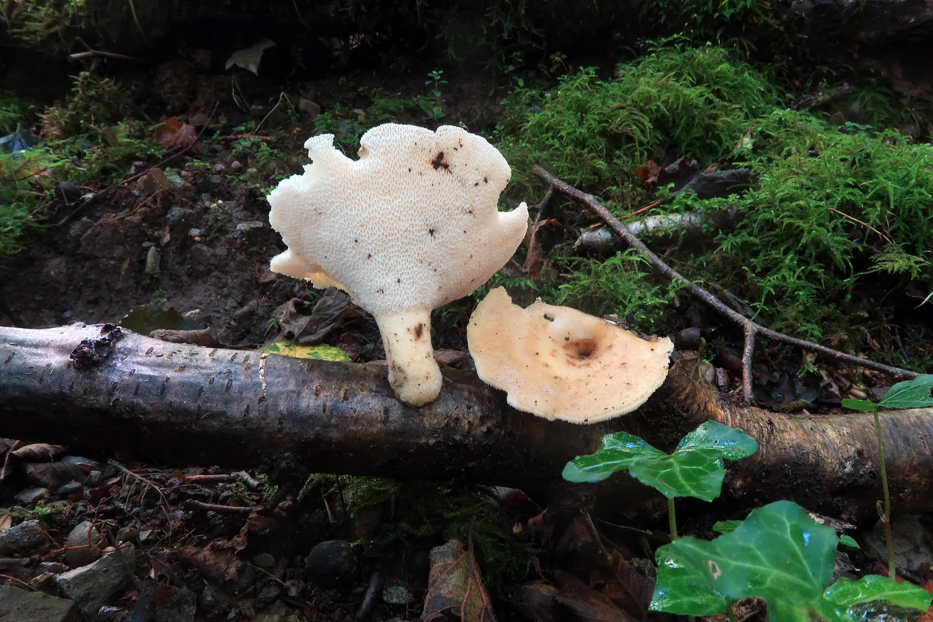 Polyporus tuberaster - 1 - IMG_6421